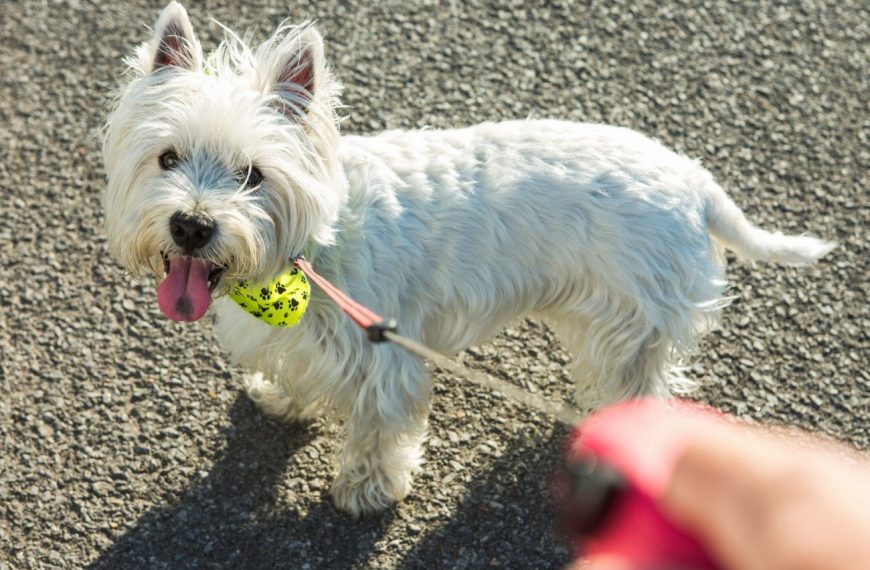West Highland White Terrier : guide race de chien