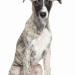 Whippet : guide race de chien