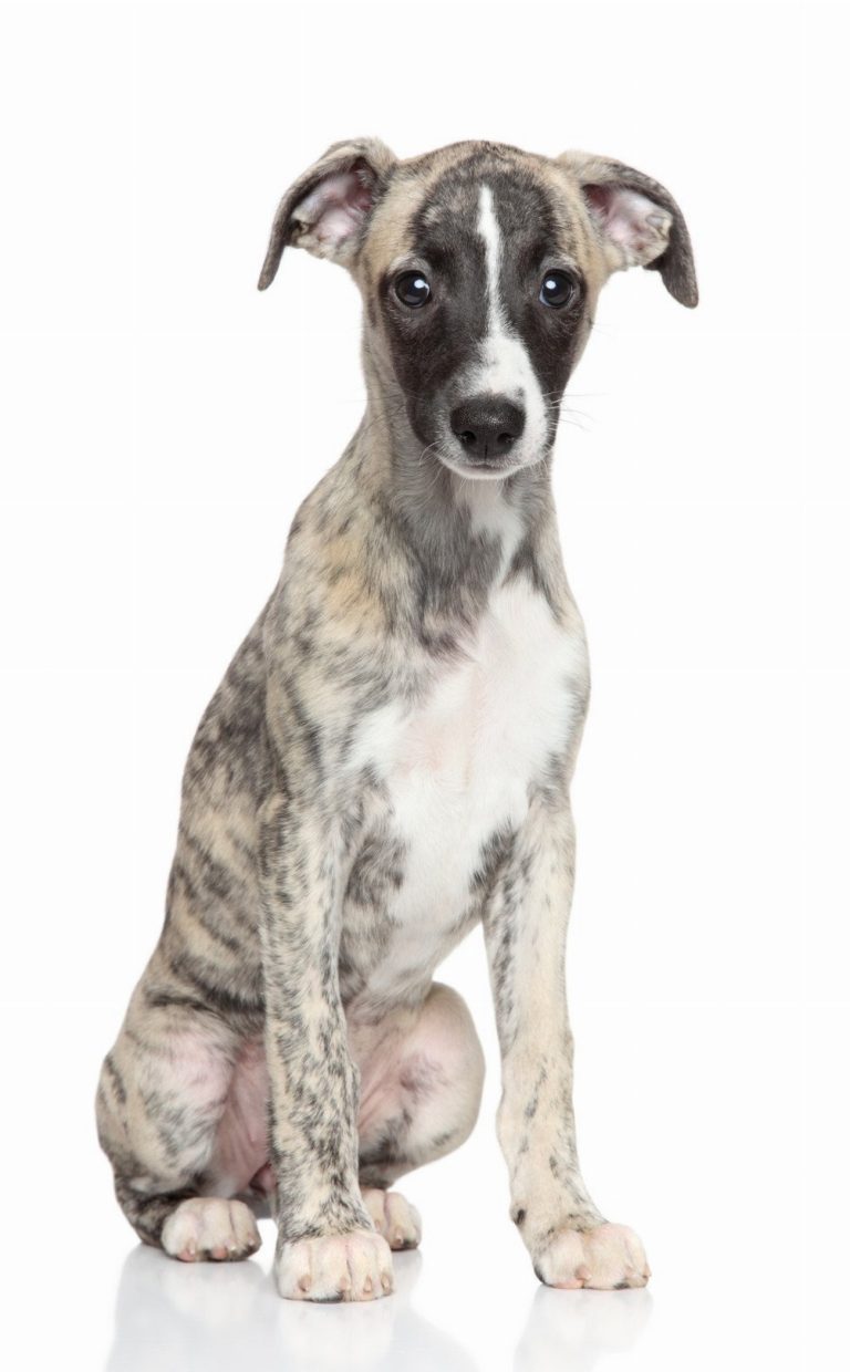 Whippet : guide race de chien