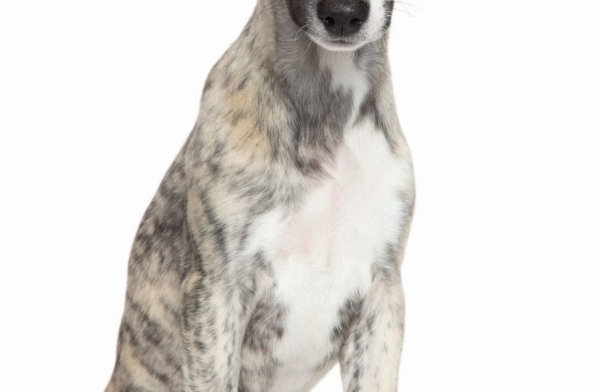 Whippet : guide race de chien