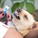 Wow ! Découvrez comment le brossage des dents chez les chiens peut changer leur vie !