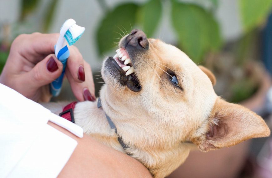 Wow ! Découvrez comment le brossage des dents chez les chiens peut changer leur vie !
