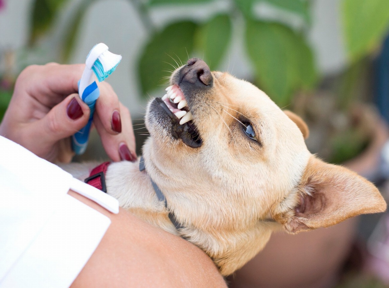 Wow ! Découvrez comment le brossage des dents chez les…