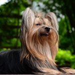 Yorkshire Terrier : guide race de chien