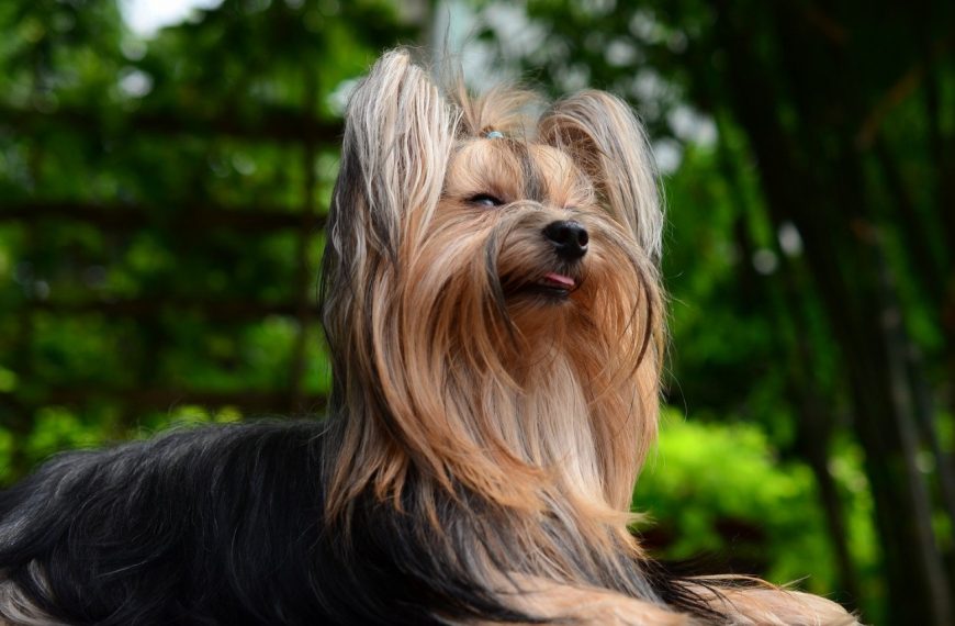 Yorkshire Terrier : guide race de chien