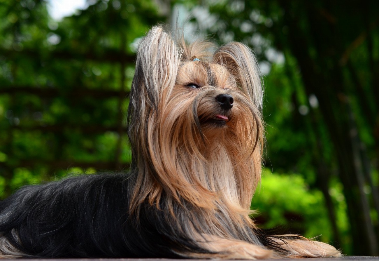 Yorkshire Terrier : guide race de chien